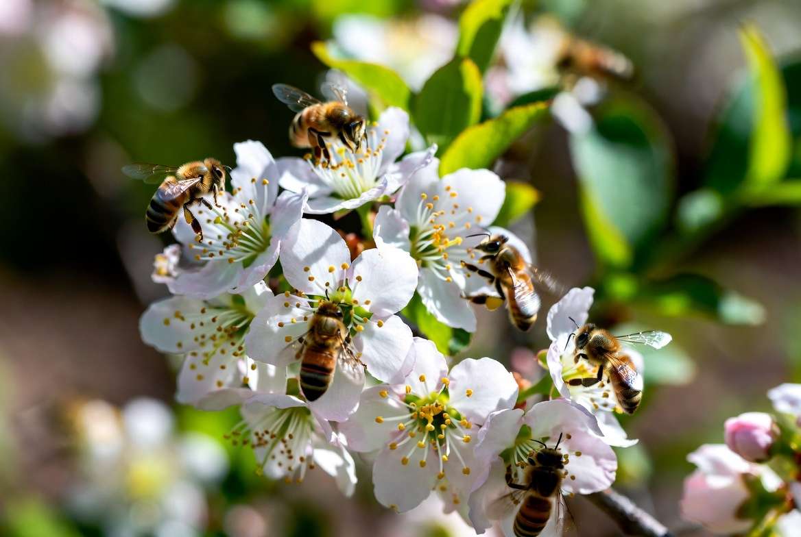 Bees pollinating Legacy blueberry flowers for better yields