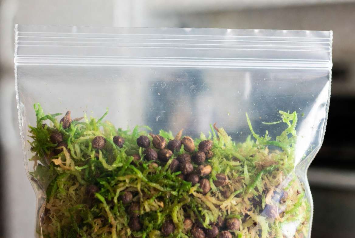 Persimmon seeds in moist medium for cold stratification process