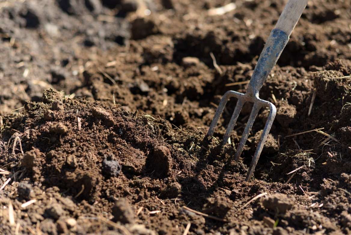 Well-prepared fertile soil ready for planting sunflower seeds
