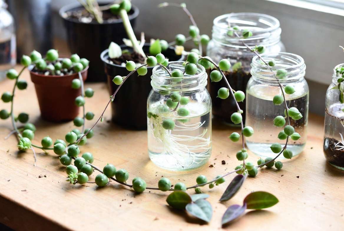 Trailing succulent propagation stem cuttings and water method