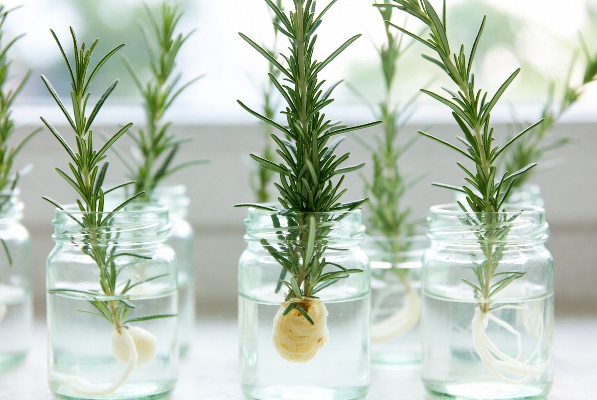 BBQ rosemary stem cuttings propagating in water with visible roots