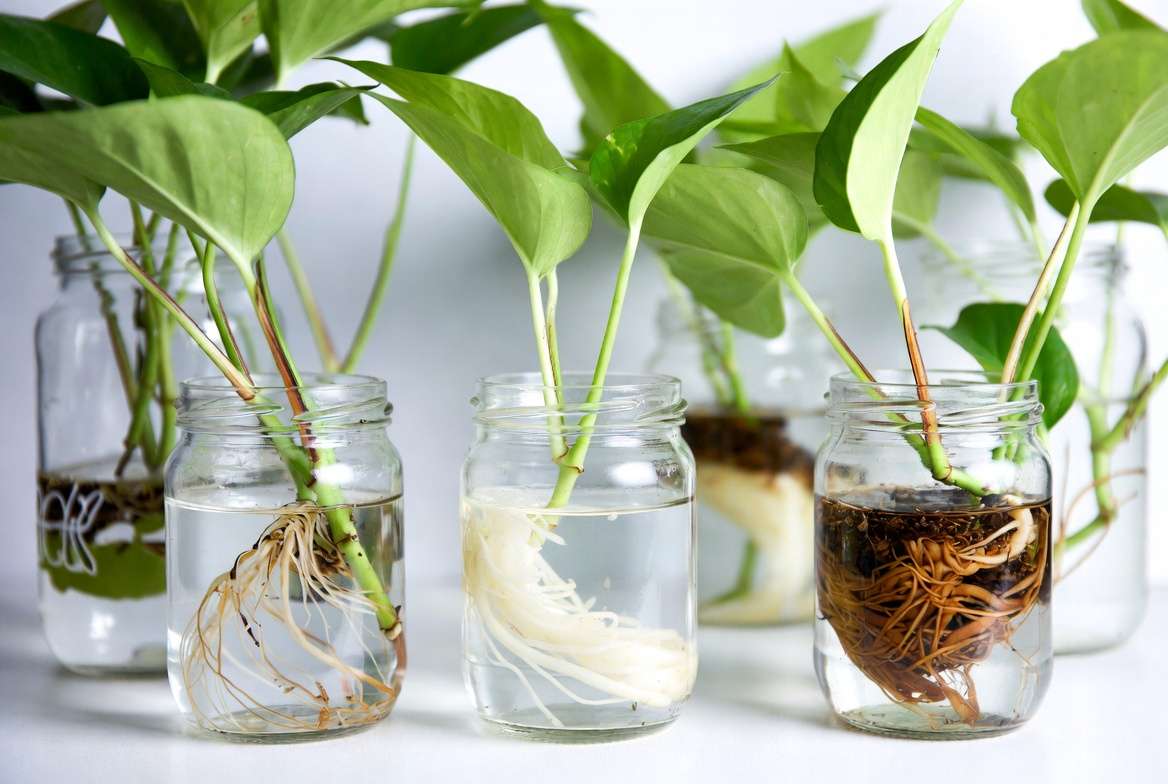 Water propagation of fast growing indoor plants like pothos and philodendron
