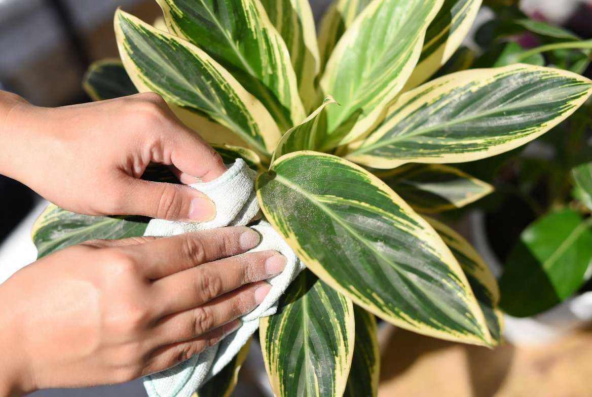 Cleaning leaves of Massangeana Cane Plant