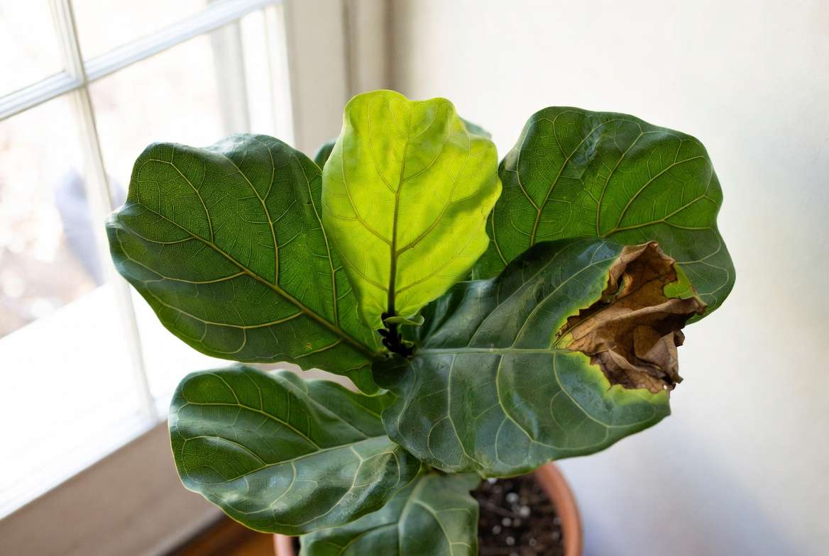 Fiddle Leaf Fig plant recovering from brown patches on leaves
