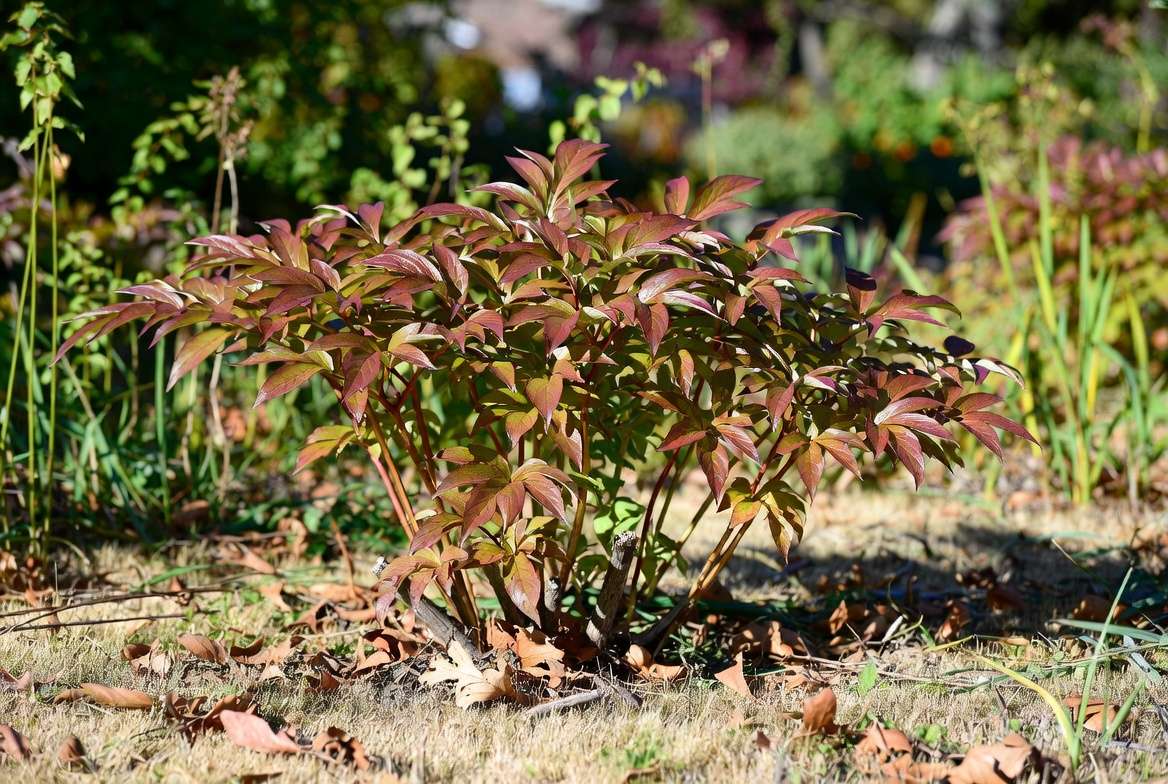 Bowl of Beauty peony plant in autumn showing fall foliage colors