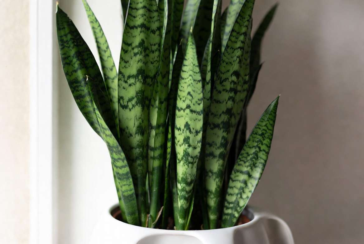 Healthy Snake Plant - one of the easiest to care for indoor plants