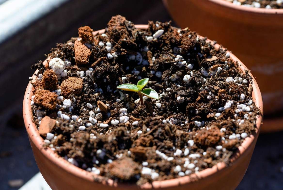 Well-draining soil mix and terracotta pot for Watermelon Peperomia plant