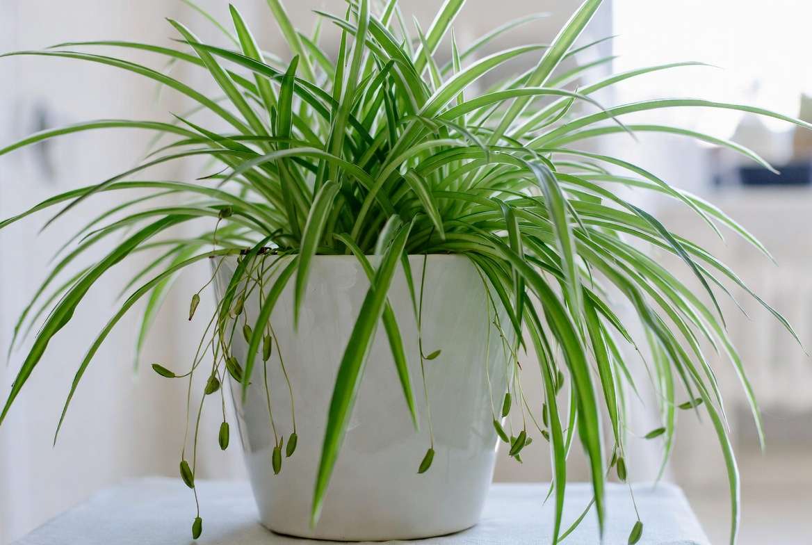 Spider plant with many baby plantlets showing fast propagation