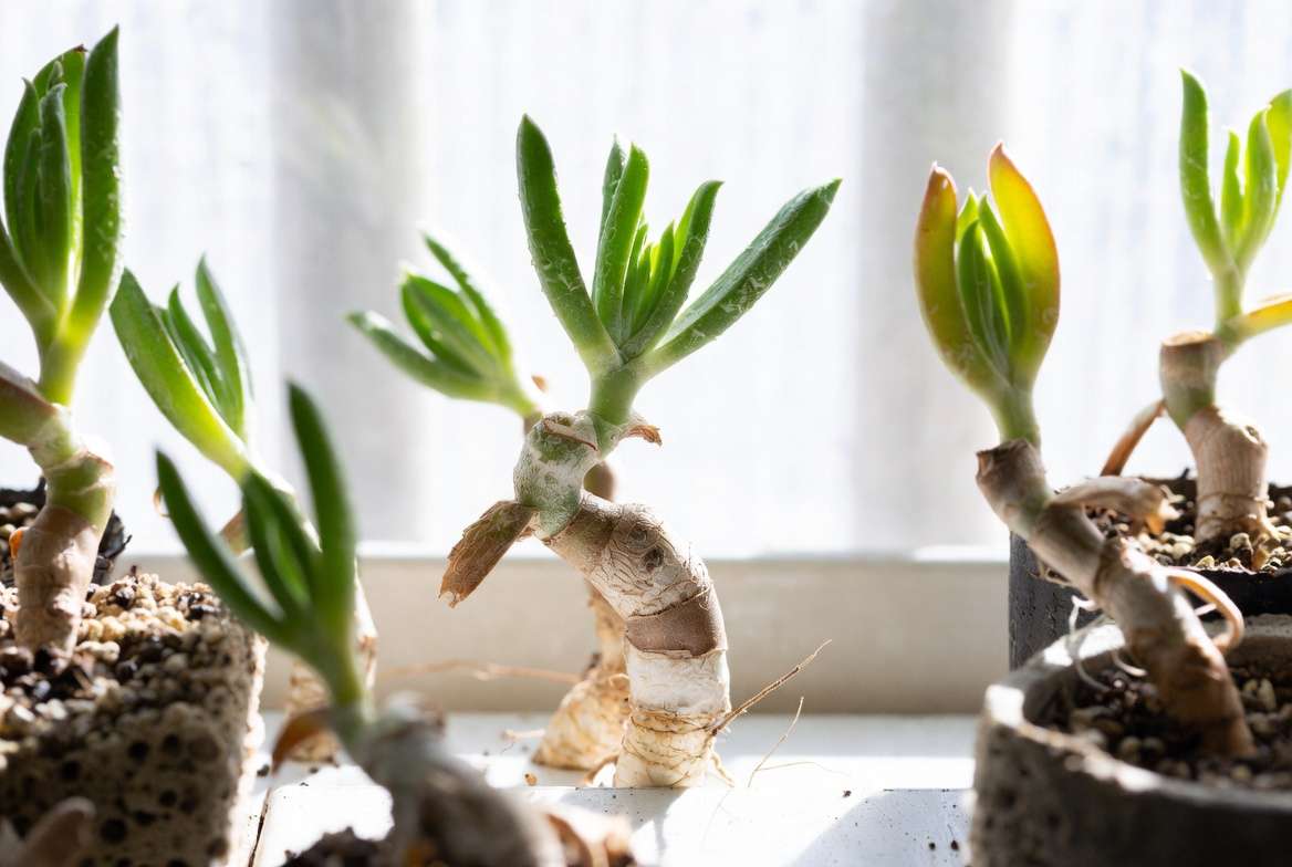 Propagating ice succulent plant from stem cuttings
