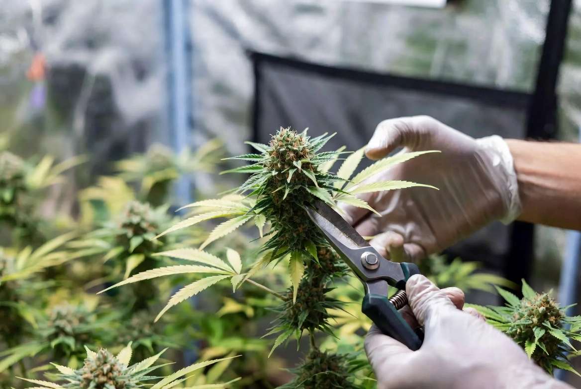 Harvesting marijuana plants by cutting mature buds with pruning shears