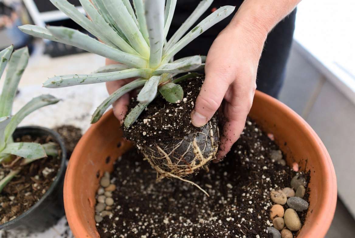 Repotting ice succulent plant in terracotta pot with well-draining soil