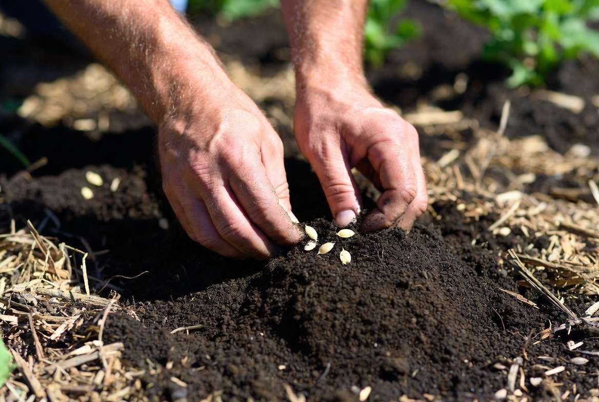 Planting Crimson Sweet watermelon seeds in garden soil hills