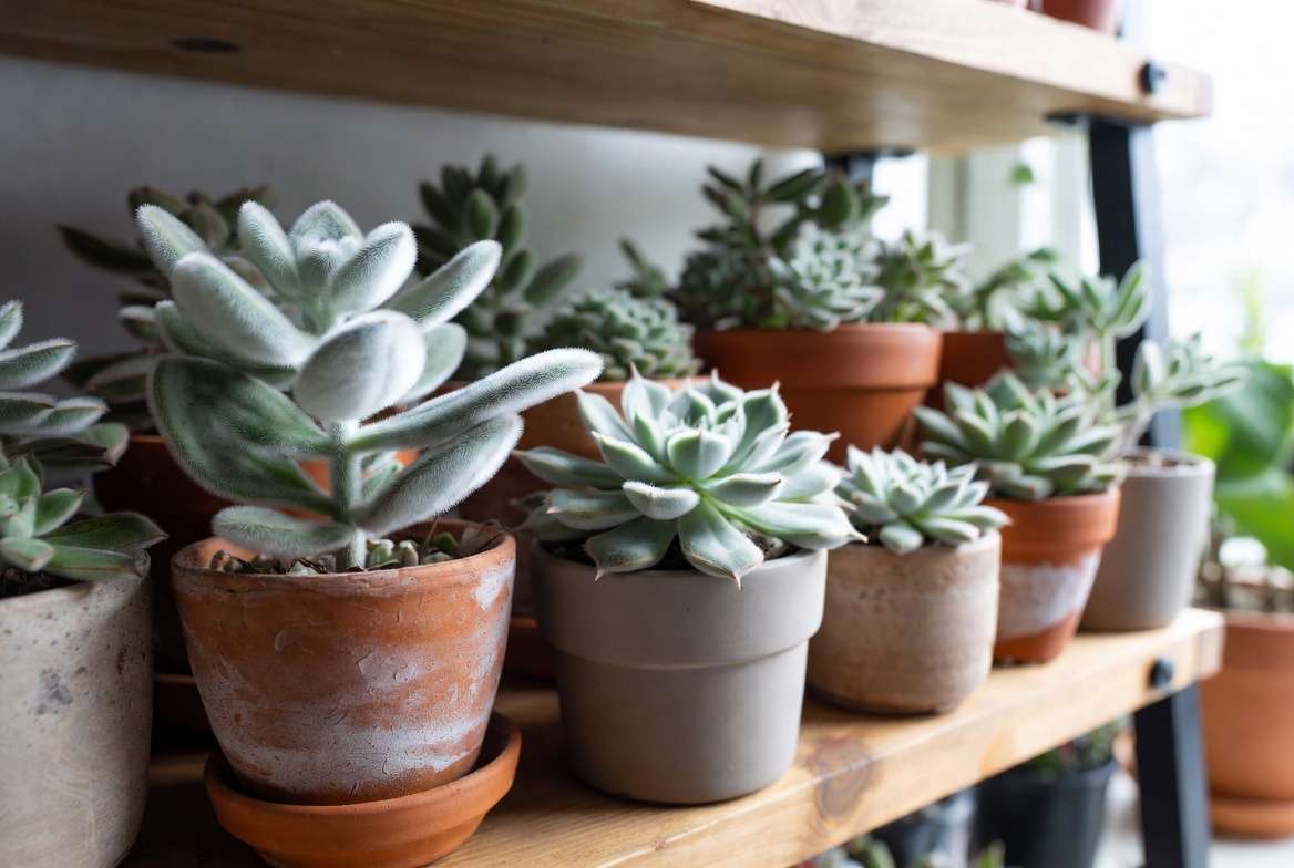 Creative indoor styling and display ideas for fuzzy succulent plants collection