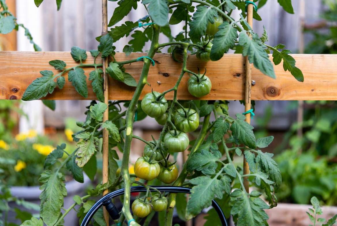 Properly supported and pruned Juliet tomato plant growing on a trellis