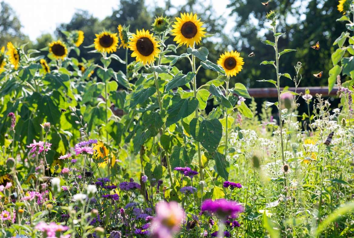 Sunflowers in a pollinator-friendly garden with bees