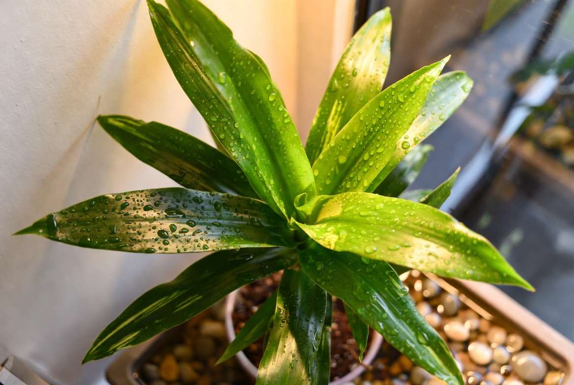 Massangeana Cane Plant using pebble tray for humidity