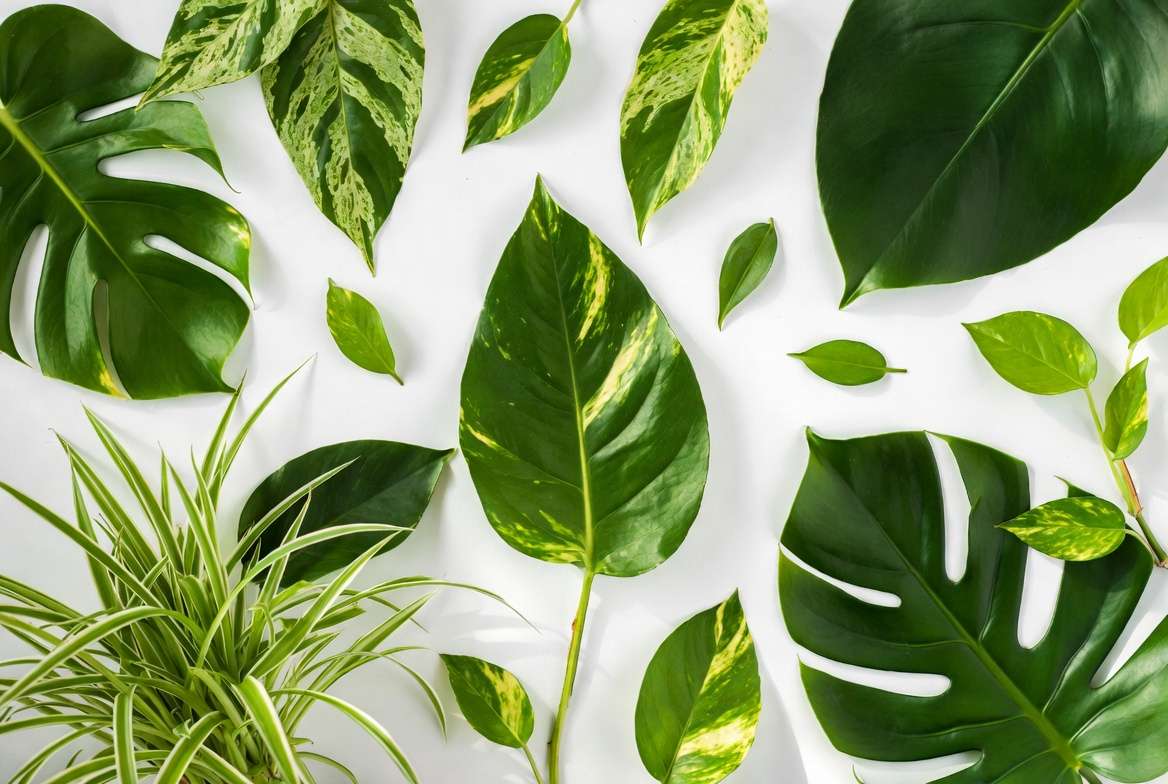 Collection of the fastest growing indoor plants including pothos, philodendron and spider plant