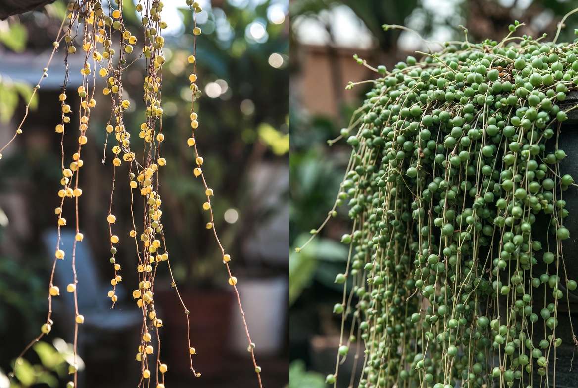 ommon trailing succulent problems and recovery before after