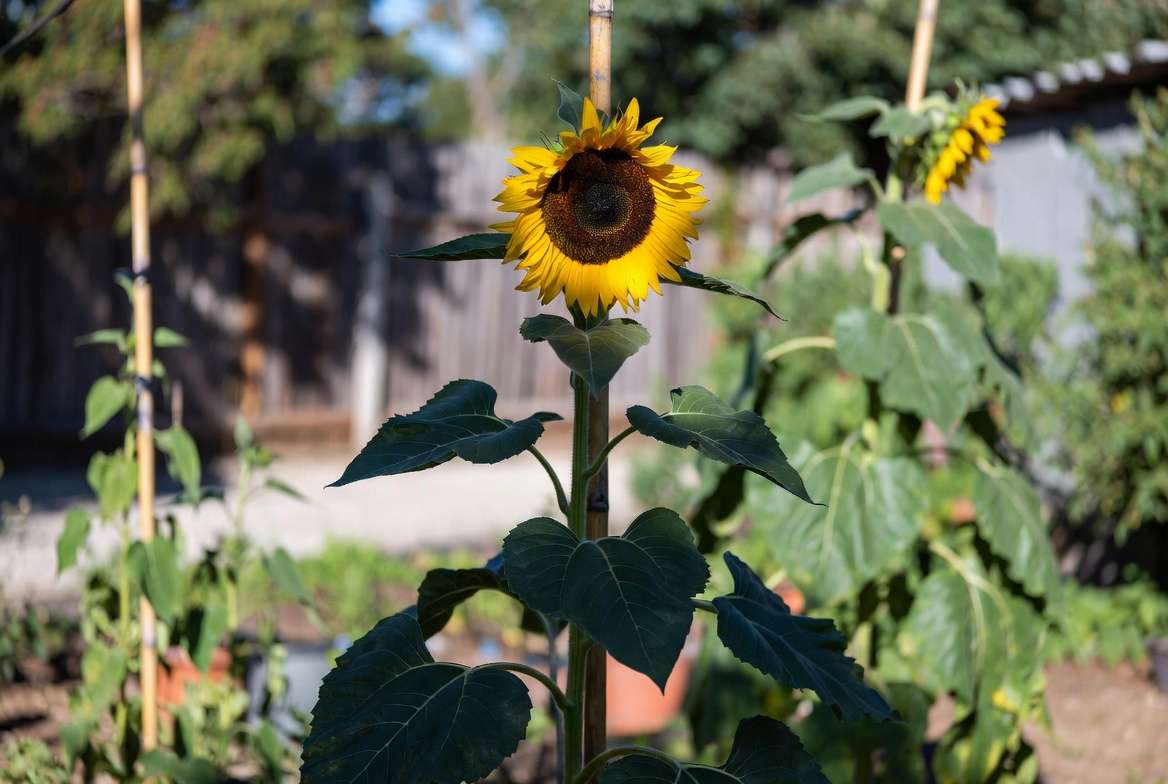 Tall sunflower plant properly staked for support