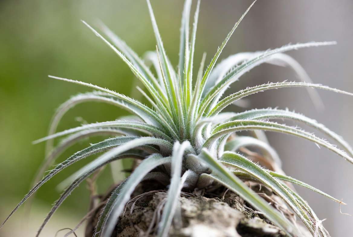 Close-up of air plant trichomes showing how Tillandsia absorbs water naturall