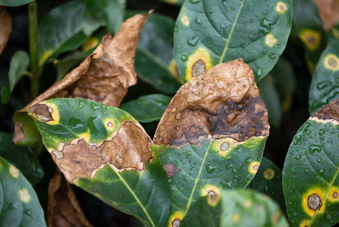 Close-up of various brown patches on green plant leaves showing common symptom