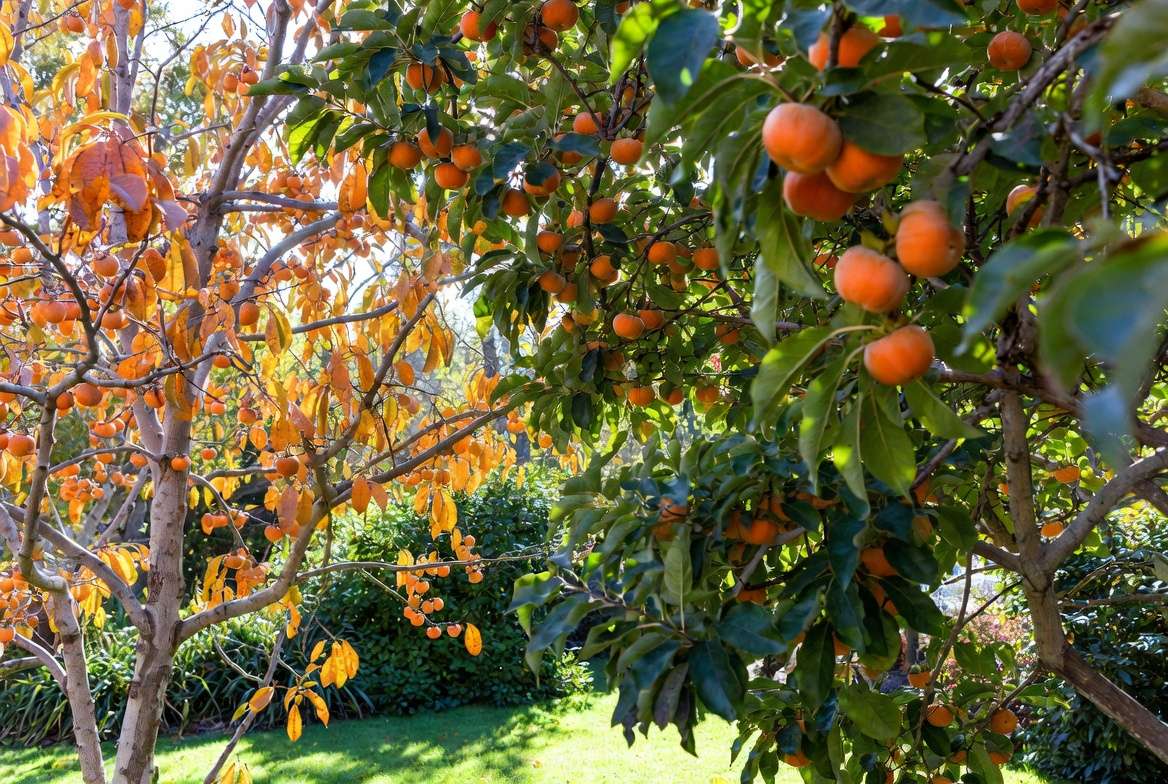American vs Asian persimmon trees growing in a home garden with ripe orange fruits