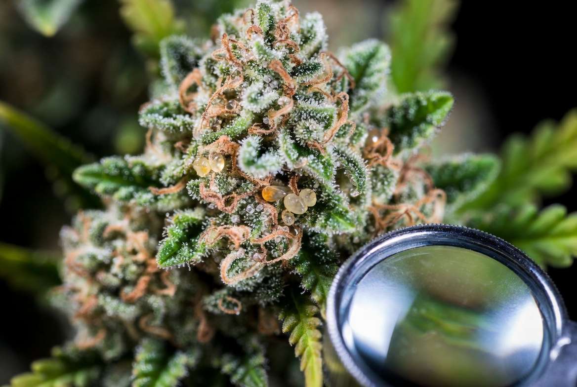 Close-up of cannabis trichomes showing milky and amber stages for harvest timing