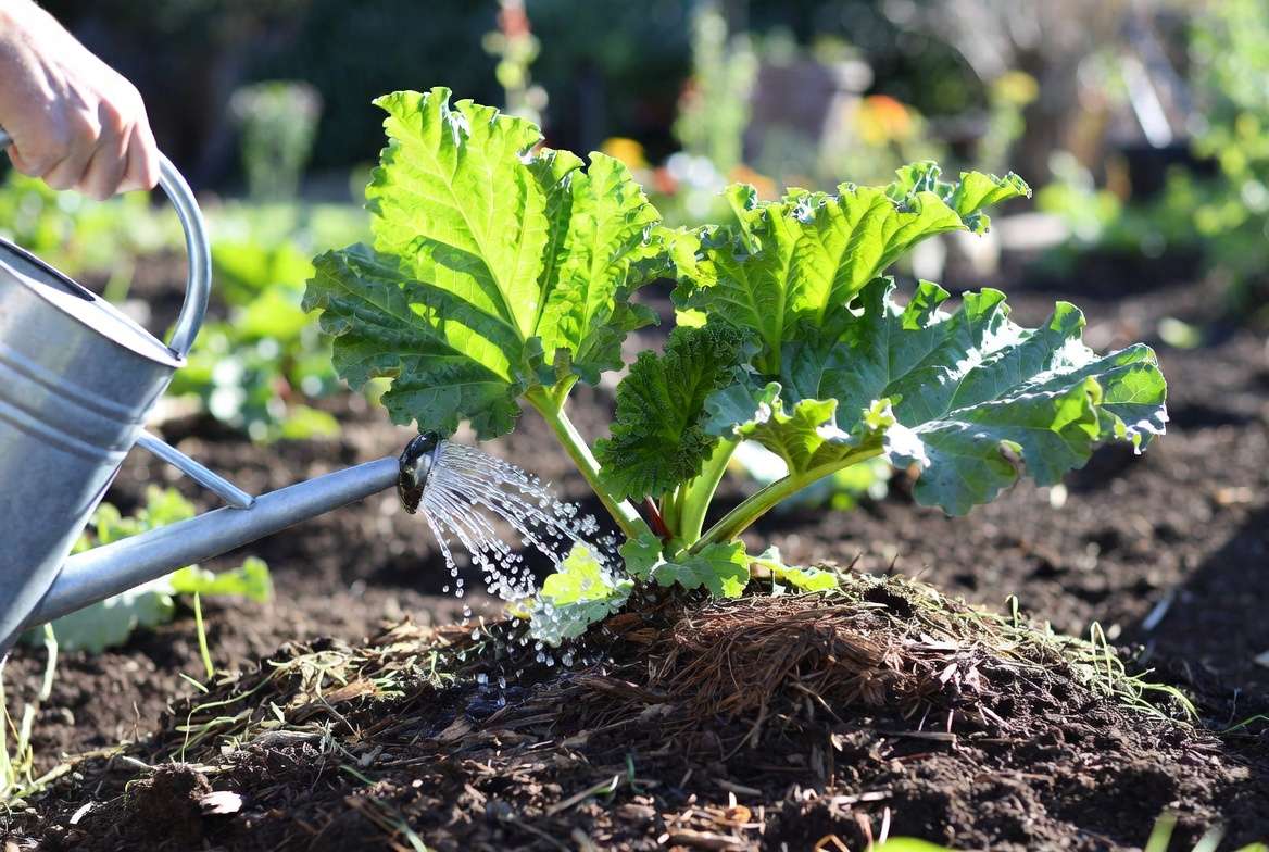 Watering and mulching Victoria Rhubarb Plant