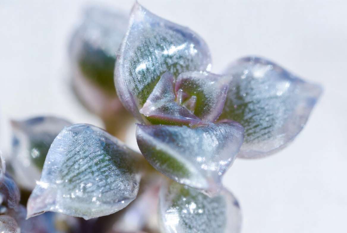 ce Succulent Plant Corpuscularia lehmannii close-up showing translucent icy leaves