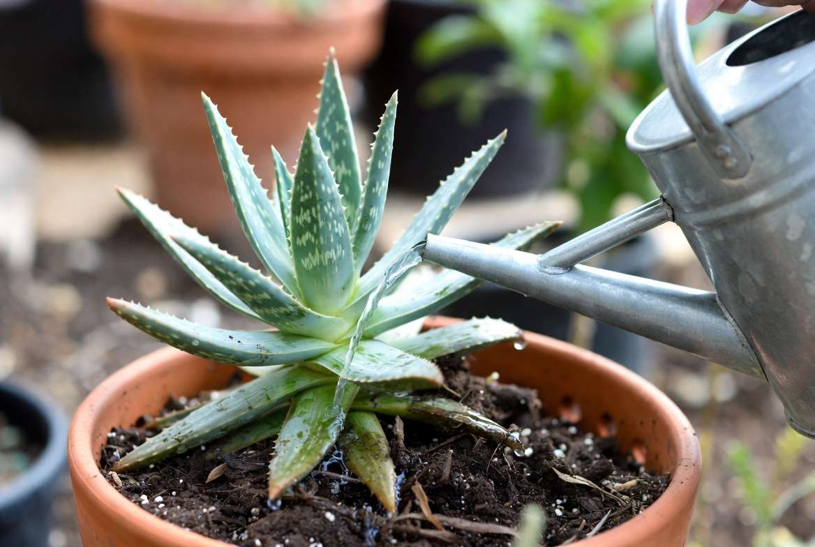 Watering Blue Elf Aloe – The Key to Success