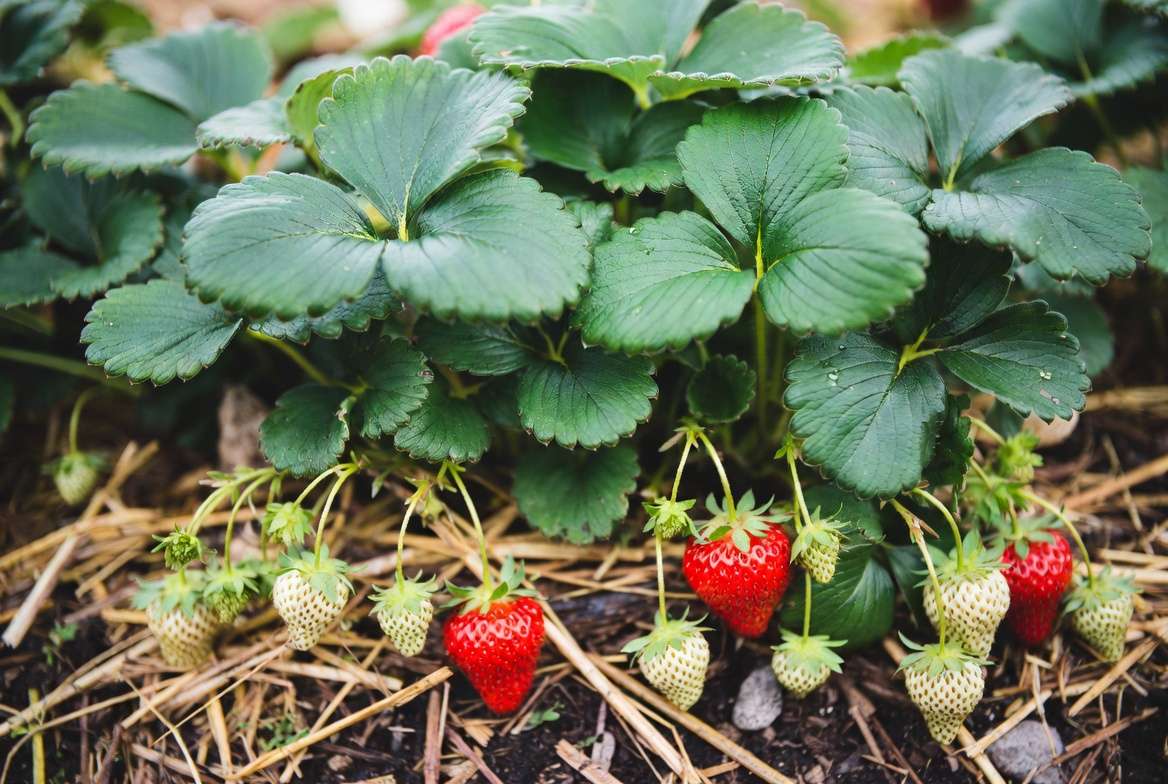 roper mulching and watering care for ever bearing strawberry plant