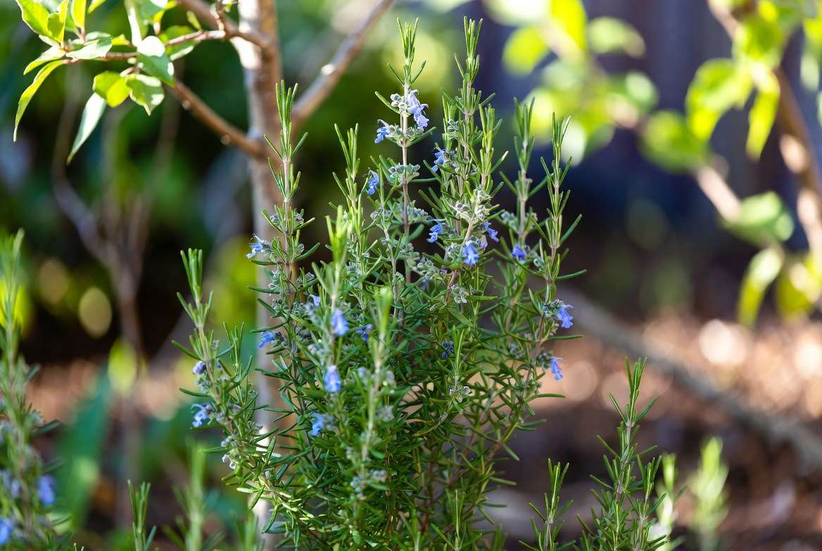 Mature BBQ rosemary plant growing in garden showing upright habit and green foliage