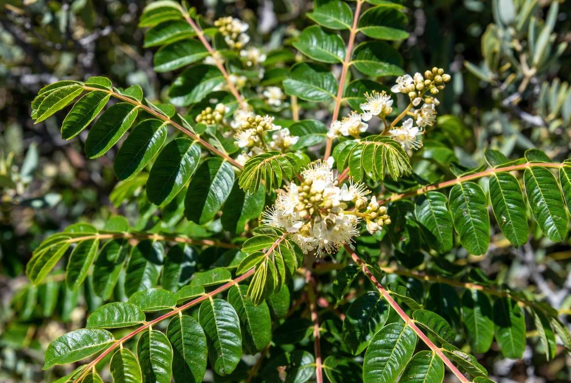 Close-up of glossy leaves and white flowers of Laurel Sumac plant (Malosma laurina)