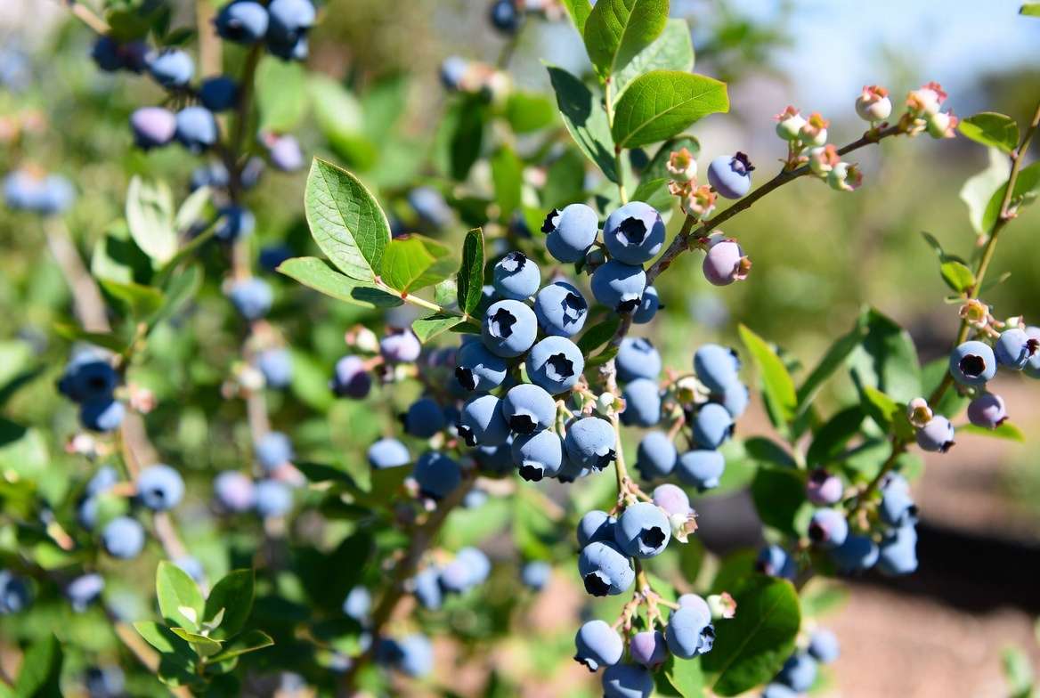 Biloxi blueberry plant with ripe blue berries and green foliage in garden settin