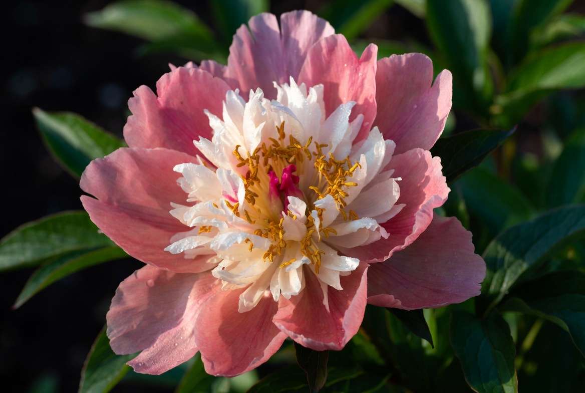 Bowl of Beauty peony flower close-up showing pink and cream anemone form
