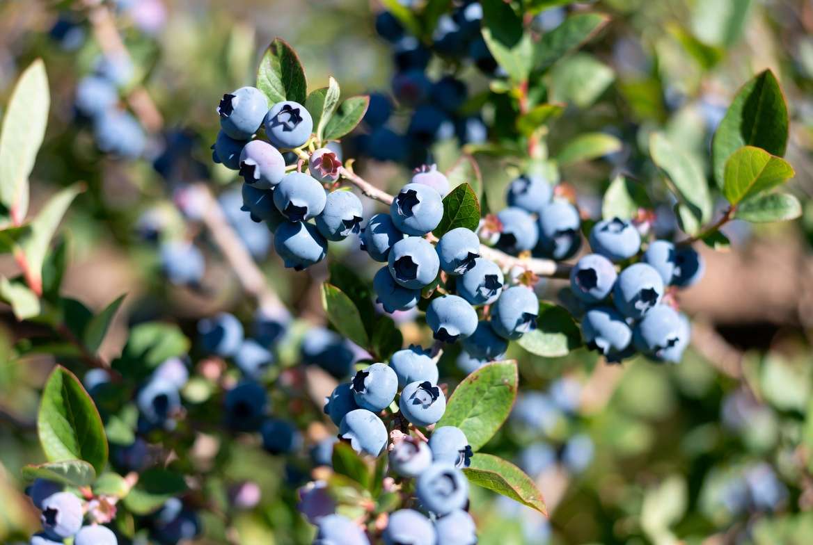 Legacy blueberry plant with ripe berries on the bush in home garden