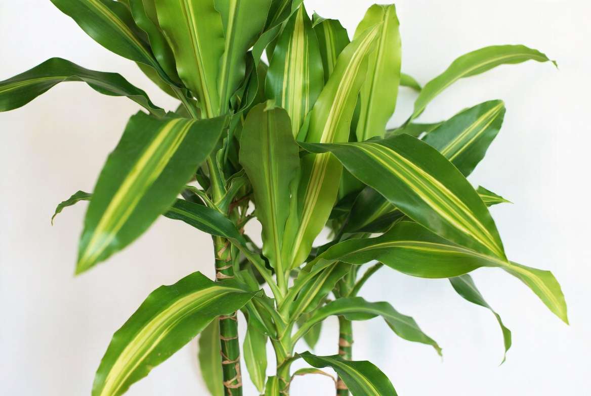 Healthy Massangeana Cane Plant showing characteristic yellow-striped leaves