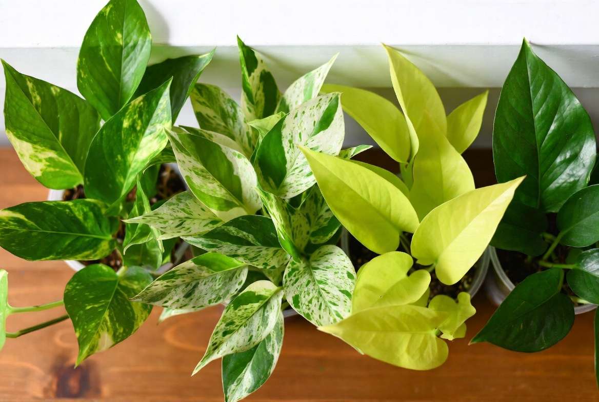 Different varieties of Pothos plants including Golden, Marble Queen, Neon and Cebu Blue