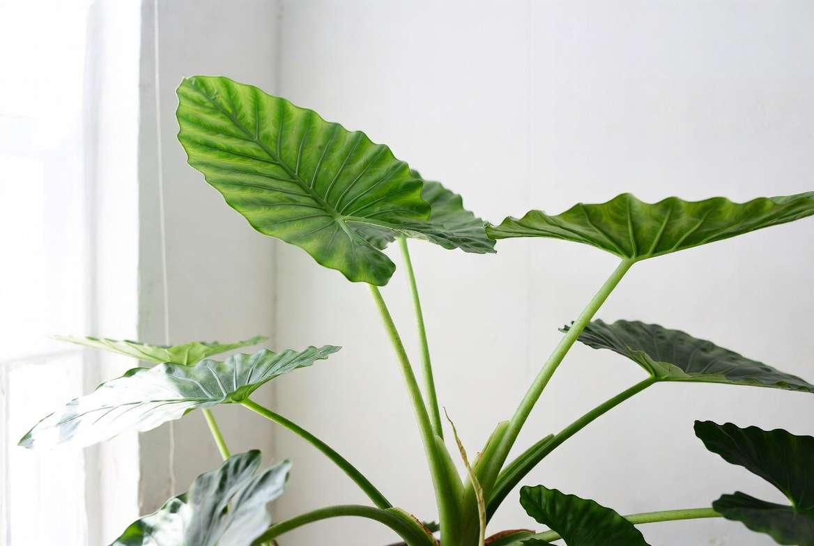 Healthy Tiny Dancer Alocasia plant showing distinctive cupped dancing leaves and elegant form