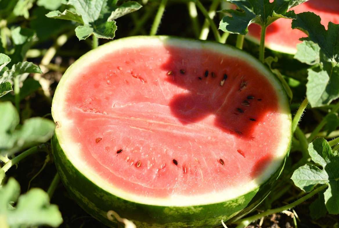 Crimson Sweet watermelon cut open showing vibrant red flesh and striped green rind in garden