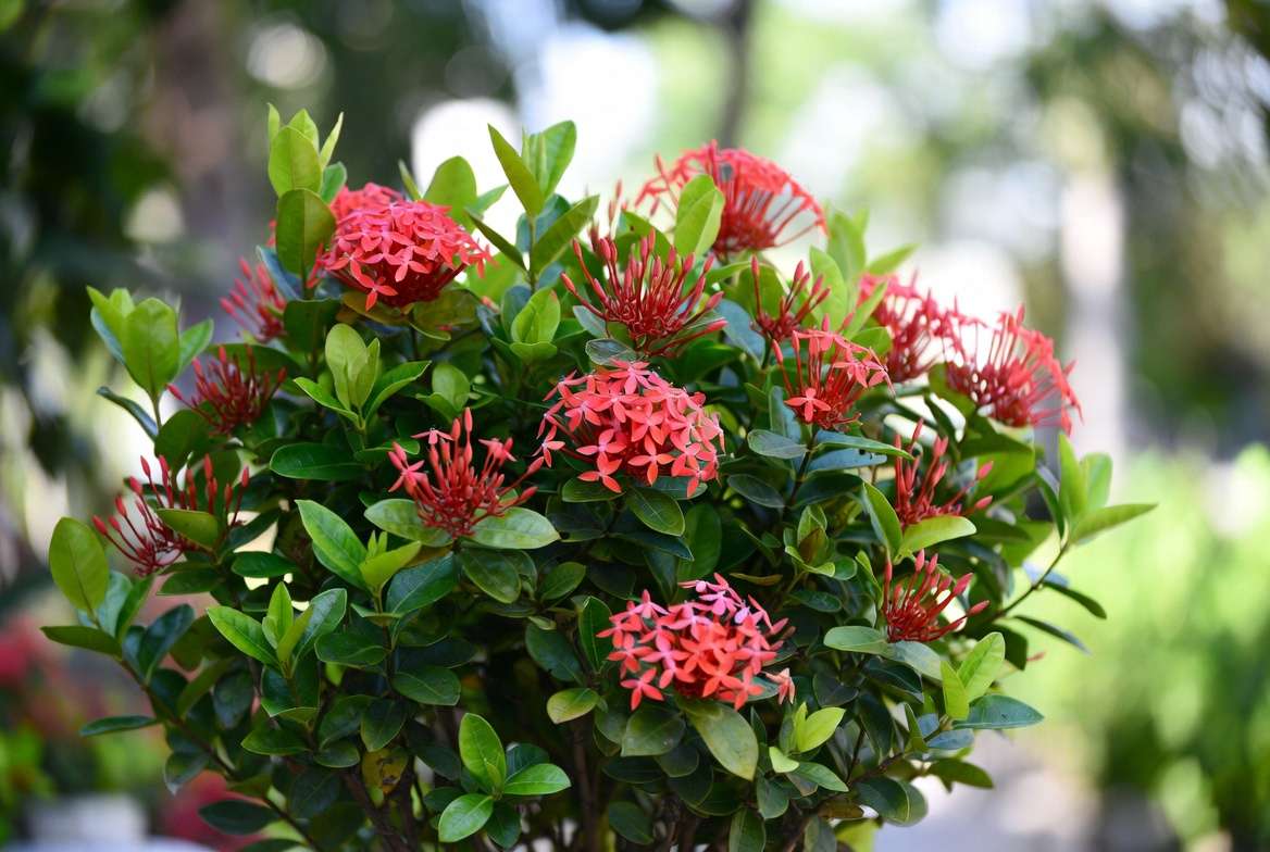 Maui Red Ixora plant with vibrant red flower clusters and glossy green leaves