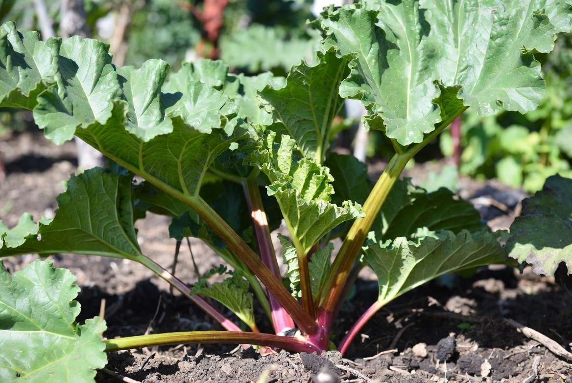 Victoria Rhubarb Plant mature stalks and leaves in garden