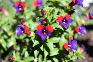 bat faced cuphea plant