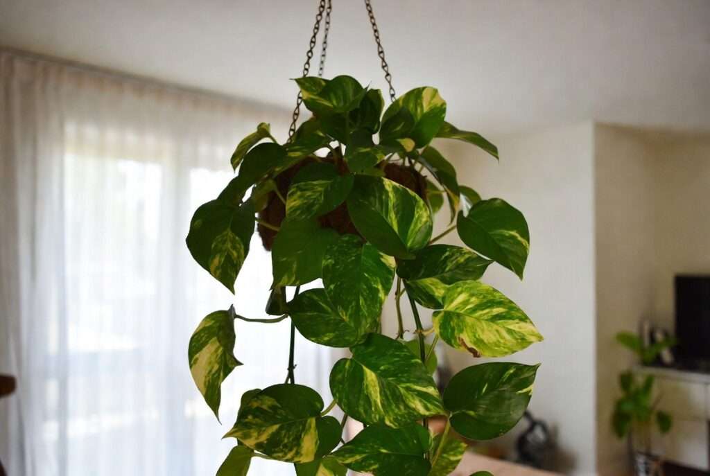 benefits of pothos plant