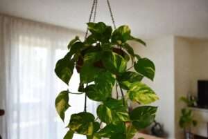 benefits of pothos plant