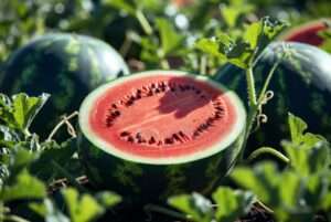 black diamond watermelon plants