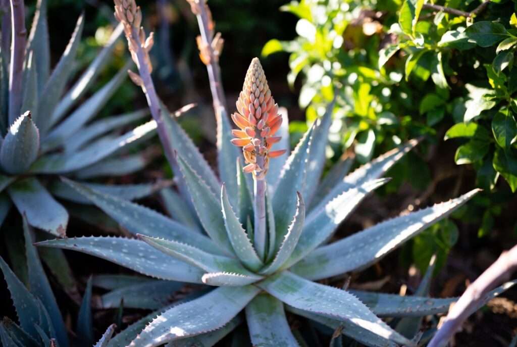blue elf aloe plant