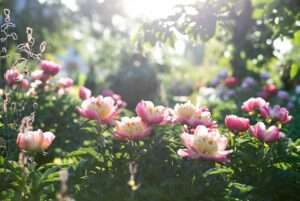 bowl of beauty peony plant