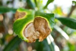 brown patches on leaves of plants