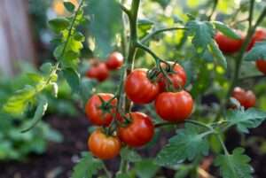 creole tomato plants